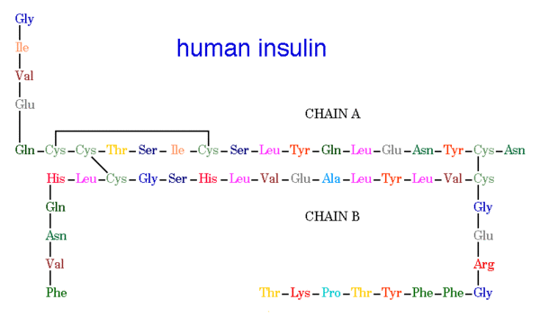 Struktura lidského Inzulínu