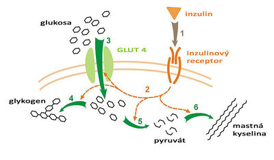 Působení Inzulínu na cílovou buňku