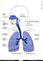 Dýchací soustava.jpg